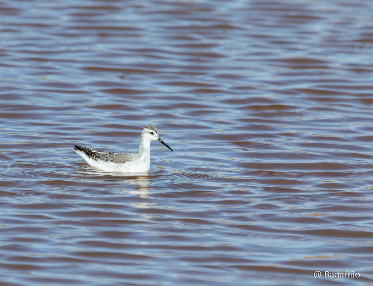 Wilson mendebal-txoria - ML644766933