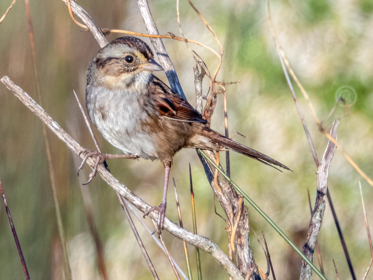 Swamp Sparrow - ML644766950