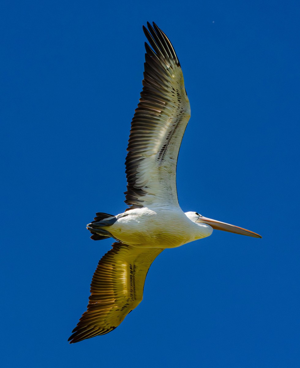 Australian Pelican - ML644766952