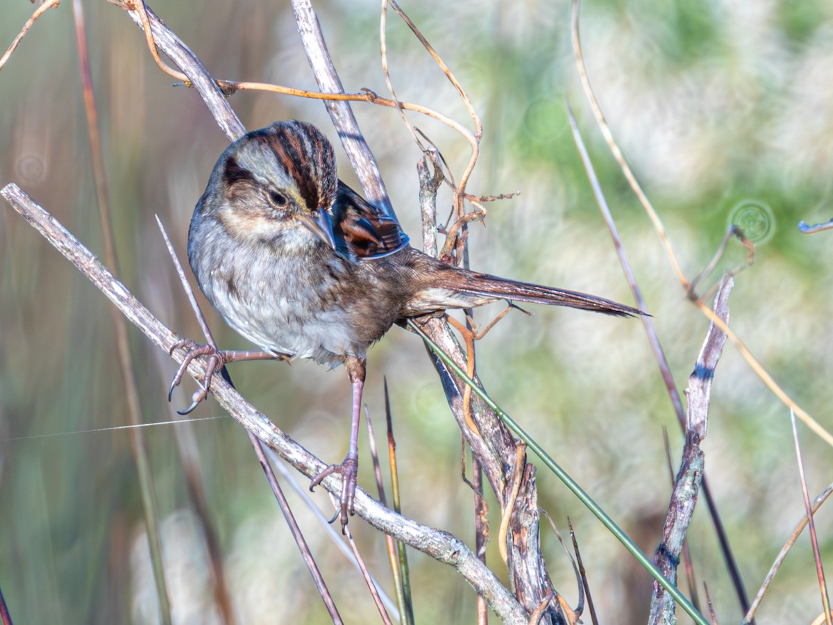 Swamp Sparrow - ML644766955