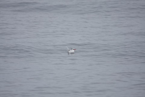 faeton vlnkovaný - ML644766957