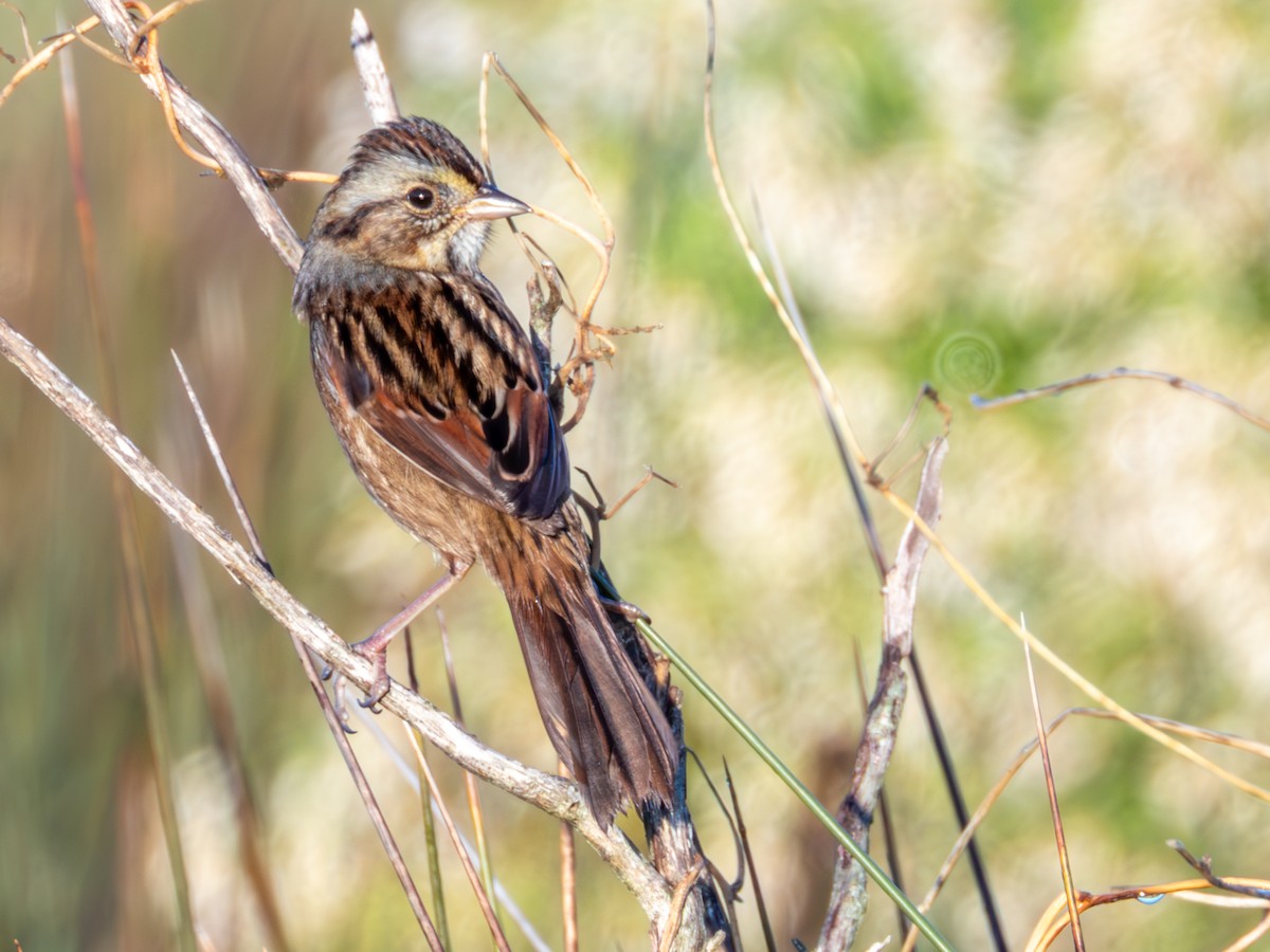 Swamp Sparrow - ML644766959