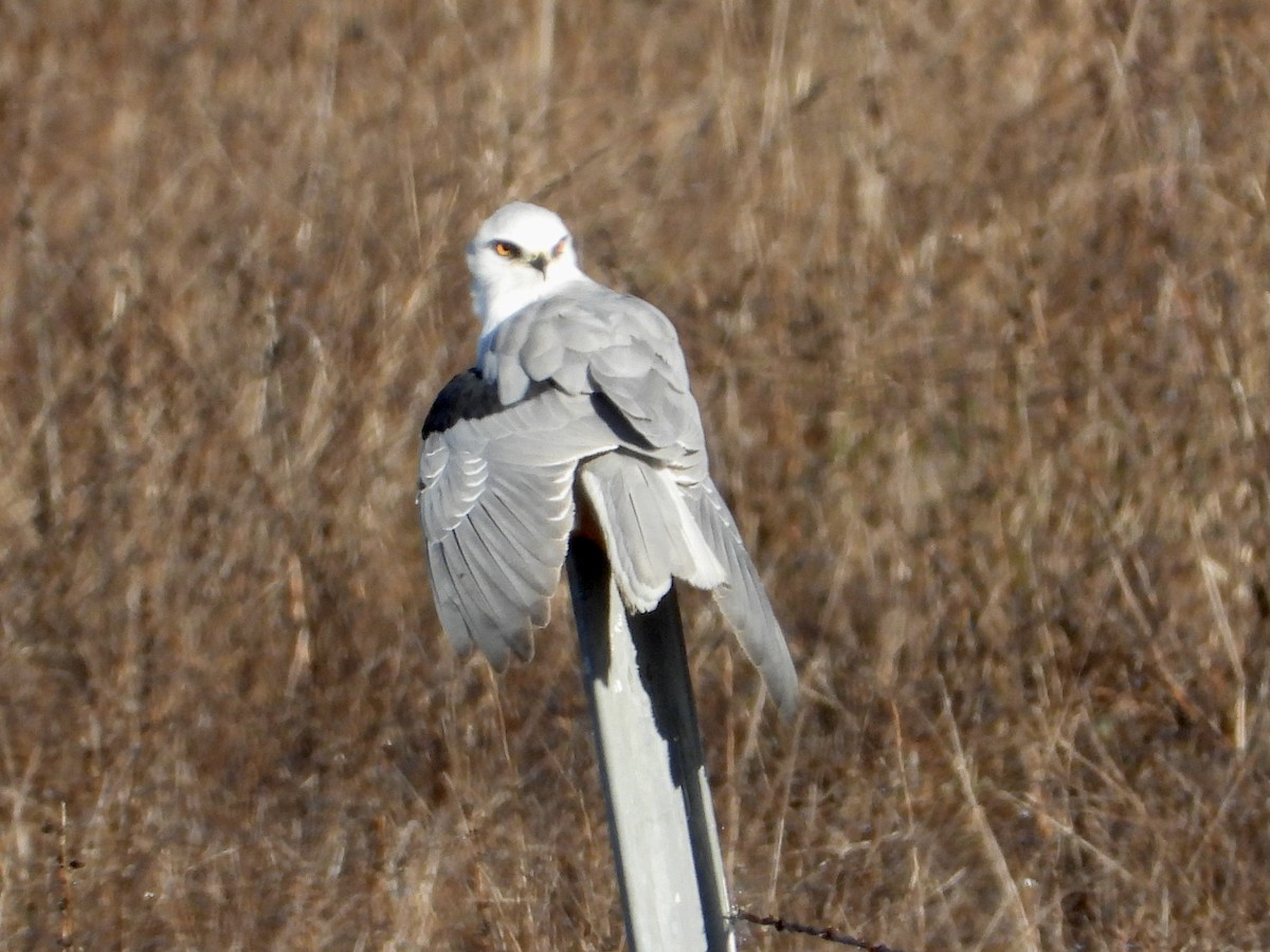 White-tailed Kite - ML644766962