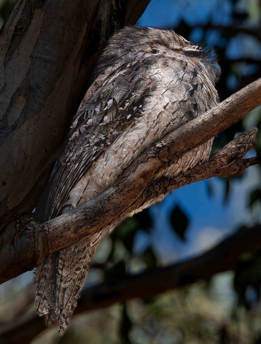Tawny Frogmouth - ML644766982