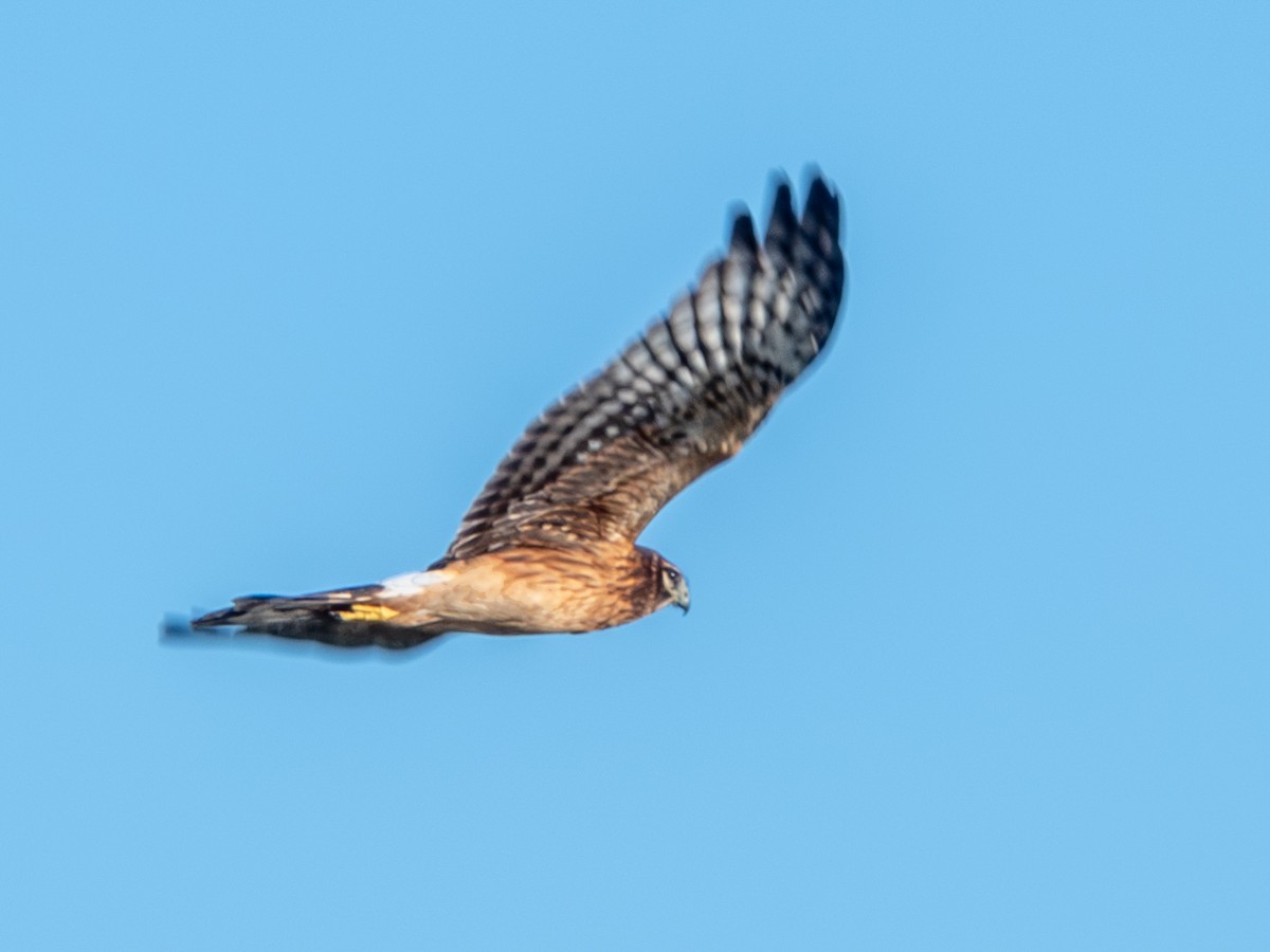 Amerika Delicesi - ML644766986