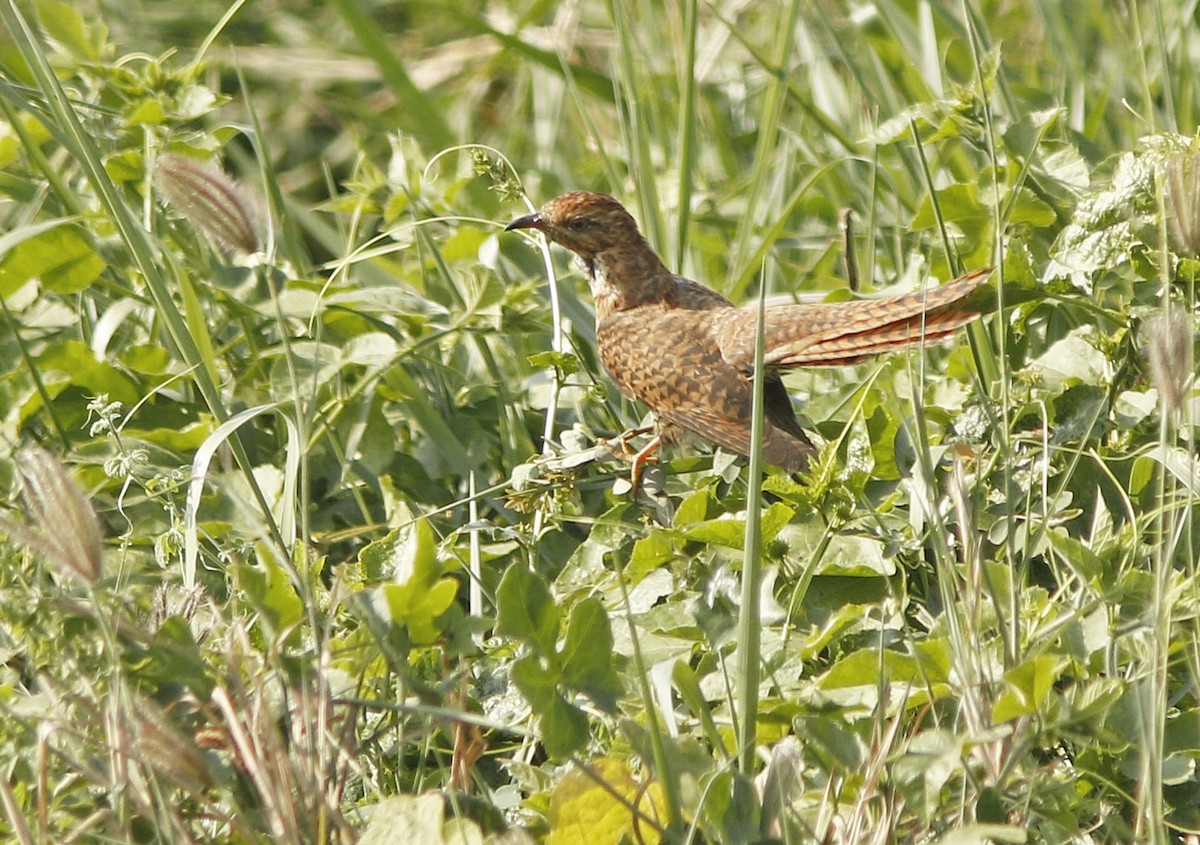 ヒメカッコウ - ML644766992