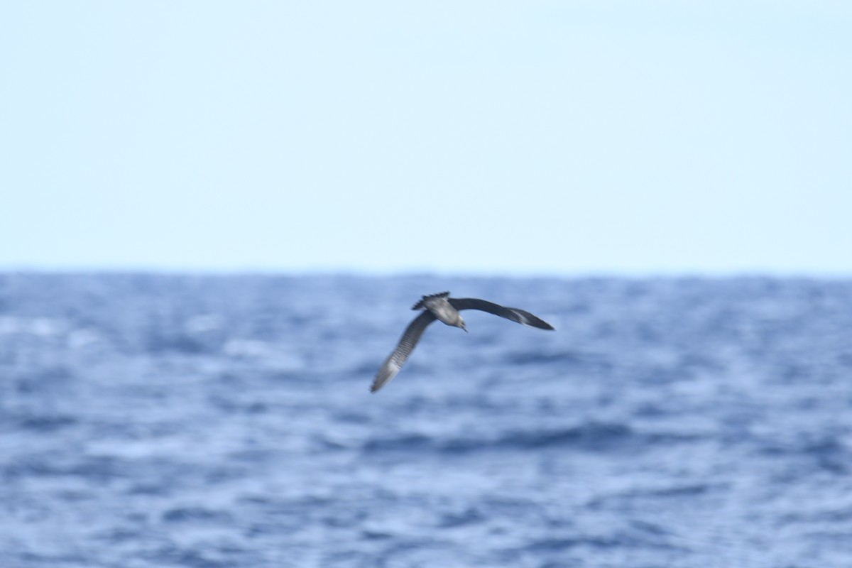 Págalo Rabero - ML644766994