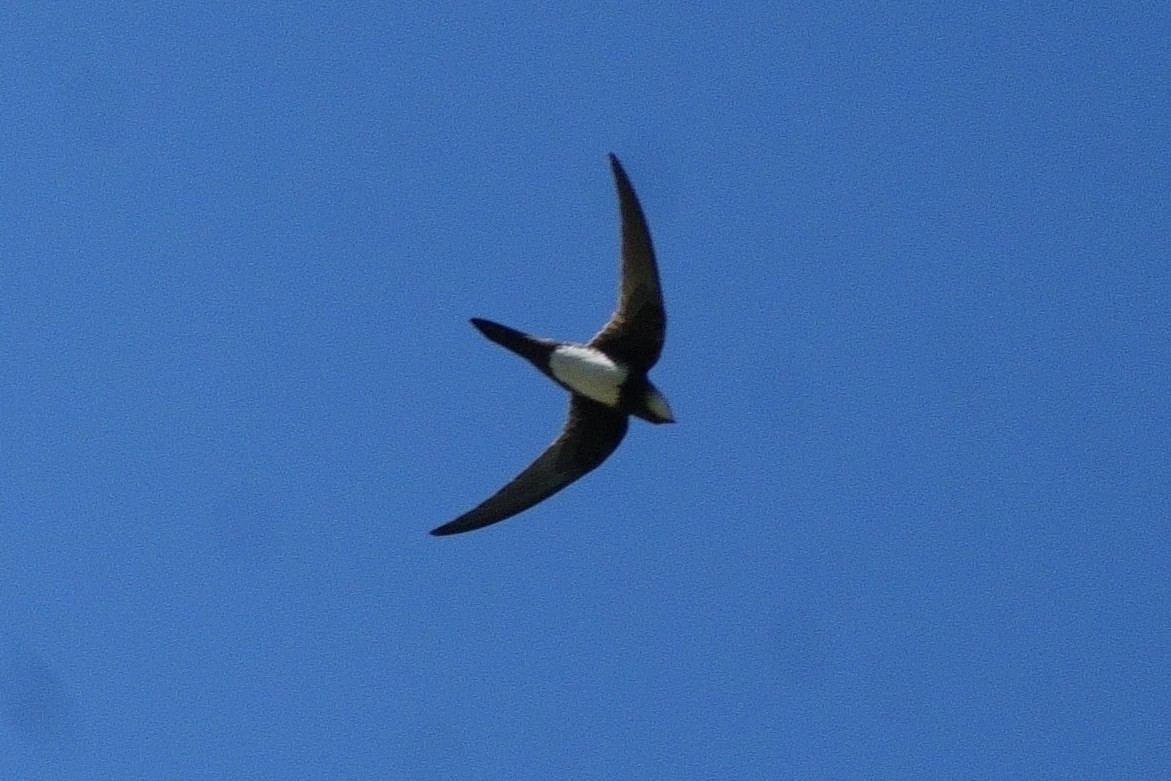 Alpine Swift - ML644766997