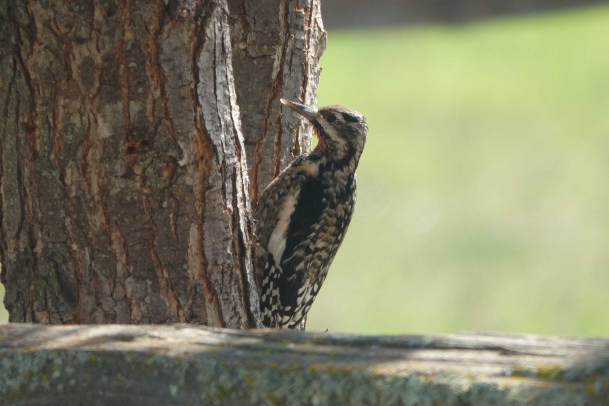 Yellow-bellied Sapsucker - ML644767006