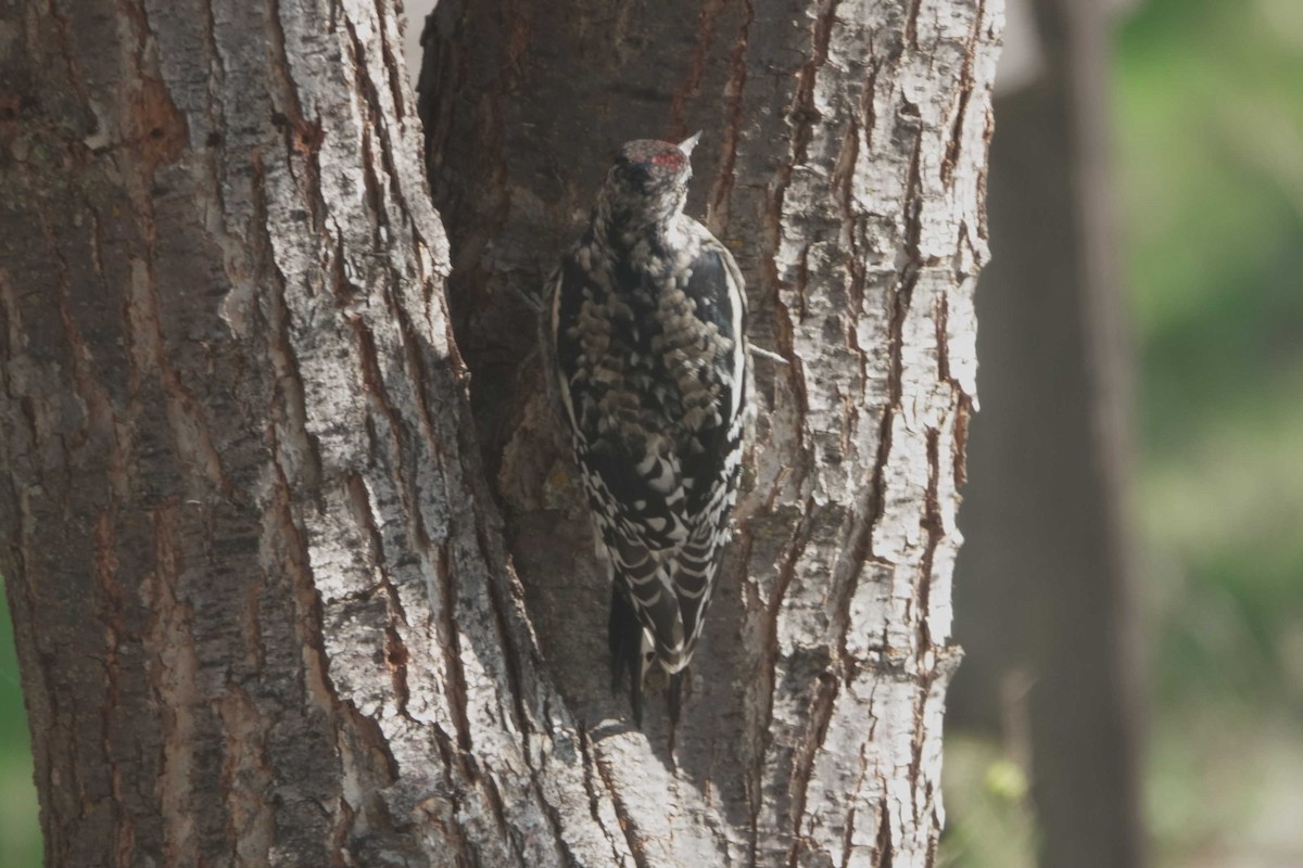 Yellow-bellied Sapsucker - ML644767007