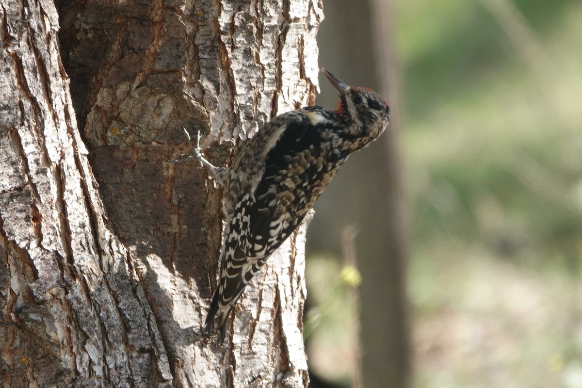 Yellow-bellied Sapsucker - ML644767008