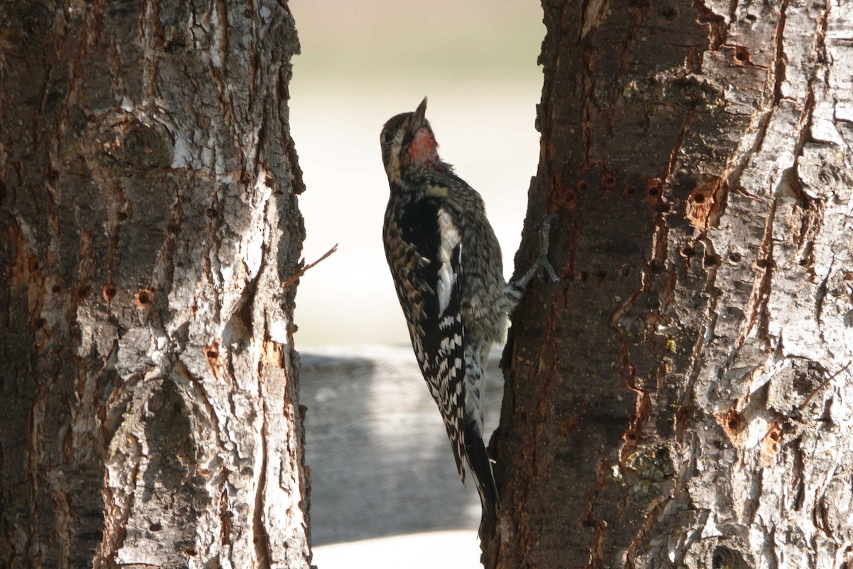 Yellow-bellied Sapsucker - ML644767009