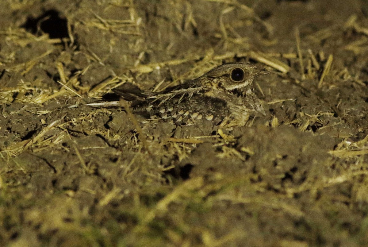 Hint Çobanaldatanı - ML644767013