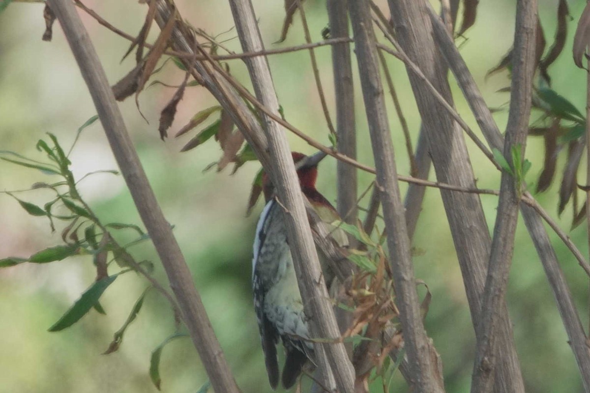 Red-naped x Red-breasted Sapsucker (hybrid) - ML644767035