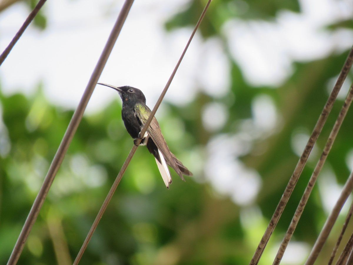 クロハチドリ - ML644767039