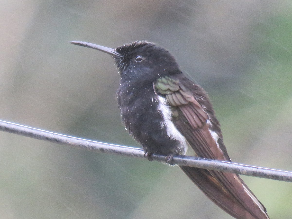 クロハチドリ - ML644767040