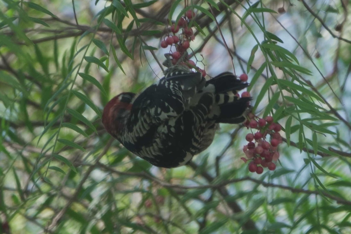Red-naped x Red-breasted Sapsucker (hybrid) - ML644767043