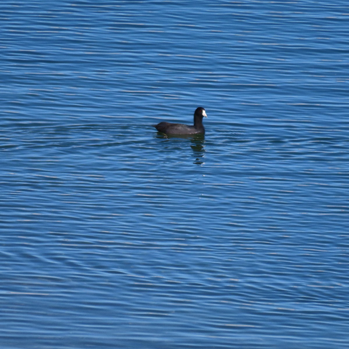 Лиска американська - ML644767045