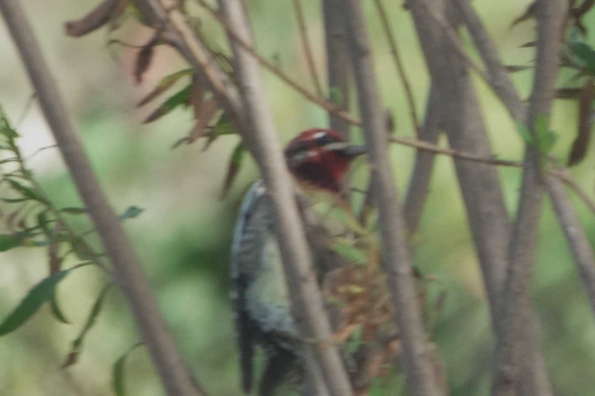 Red-naped x Red-breasted Sapsucker (hybrid) - ML644767049