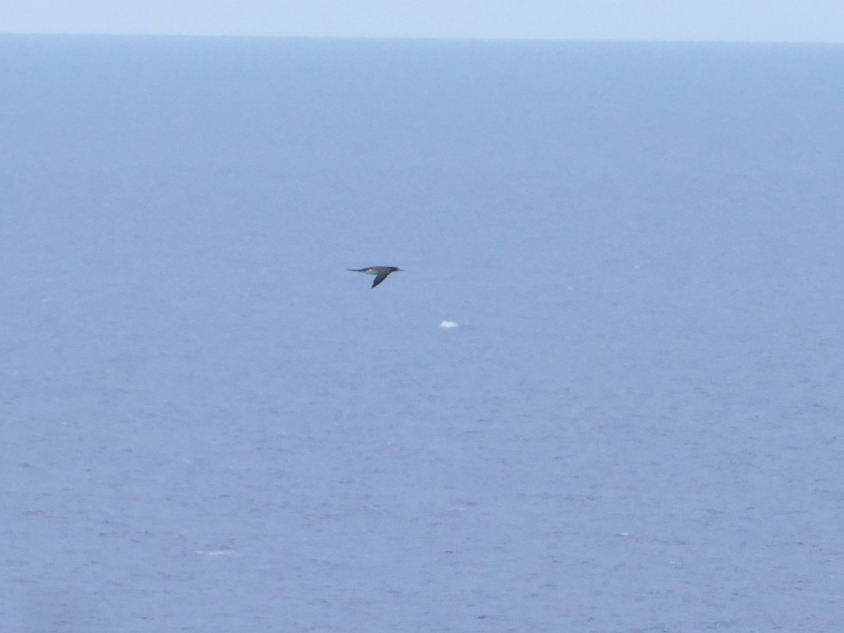 Brown Booby - ML644767078