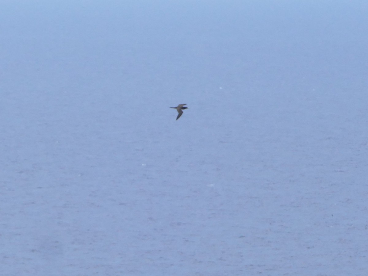 Brown Booby - ML644767079