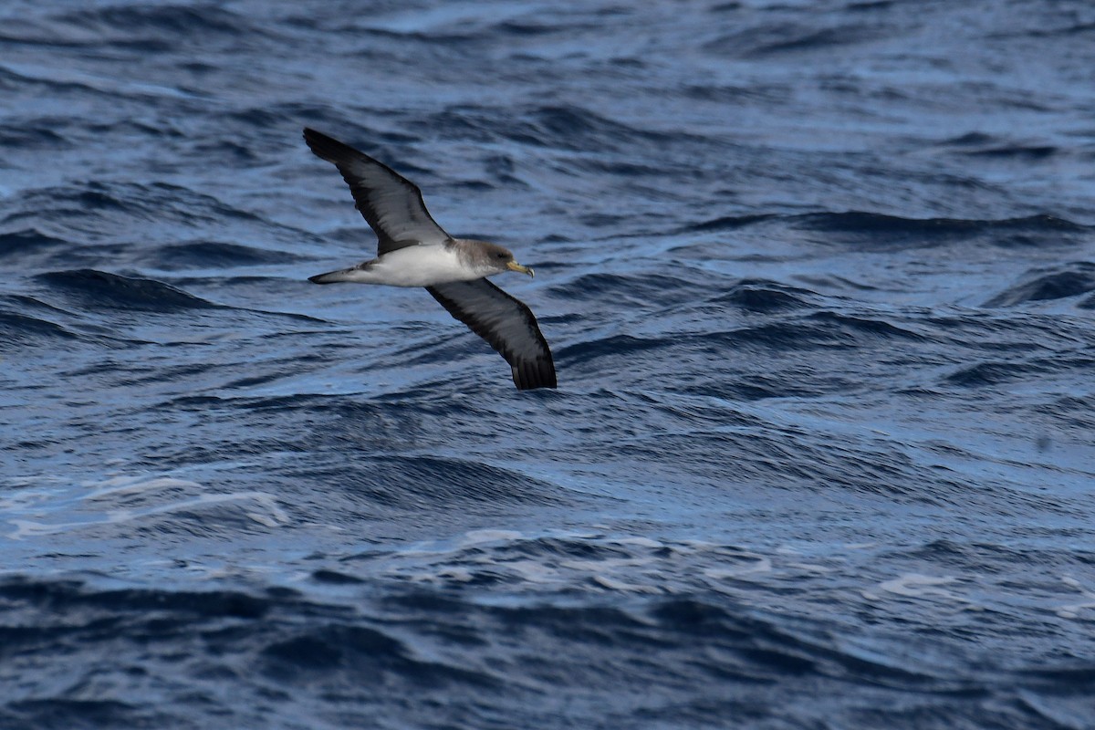 Cory's Shearwater - ML644767088
