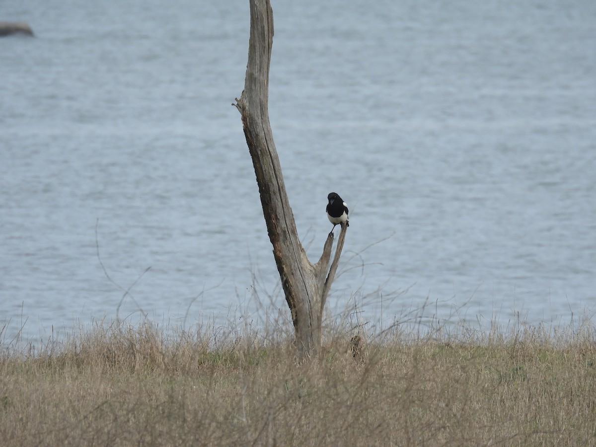Eurasian Magpie - ML644767112
