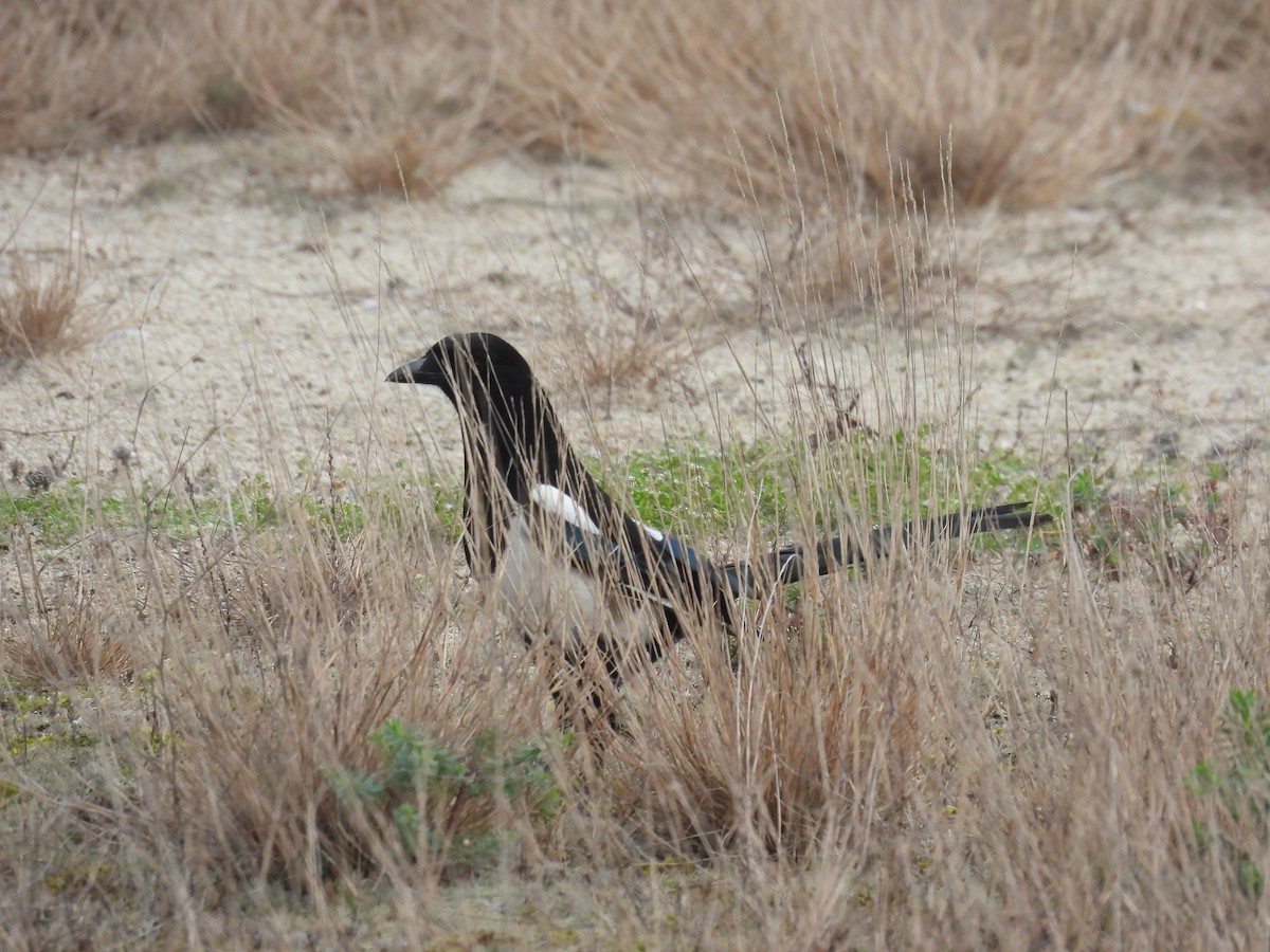 Eurasian Magpie - ML644767113