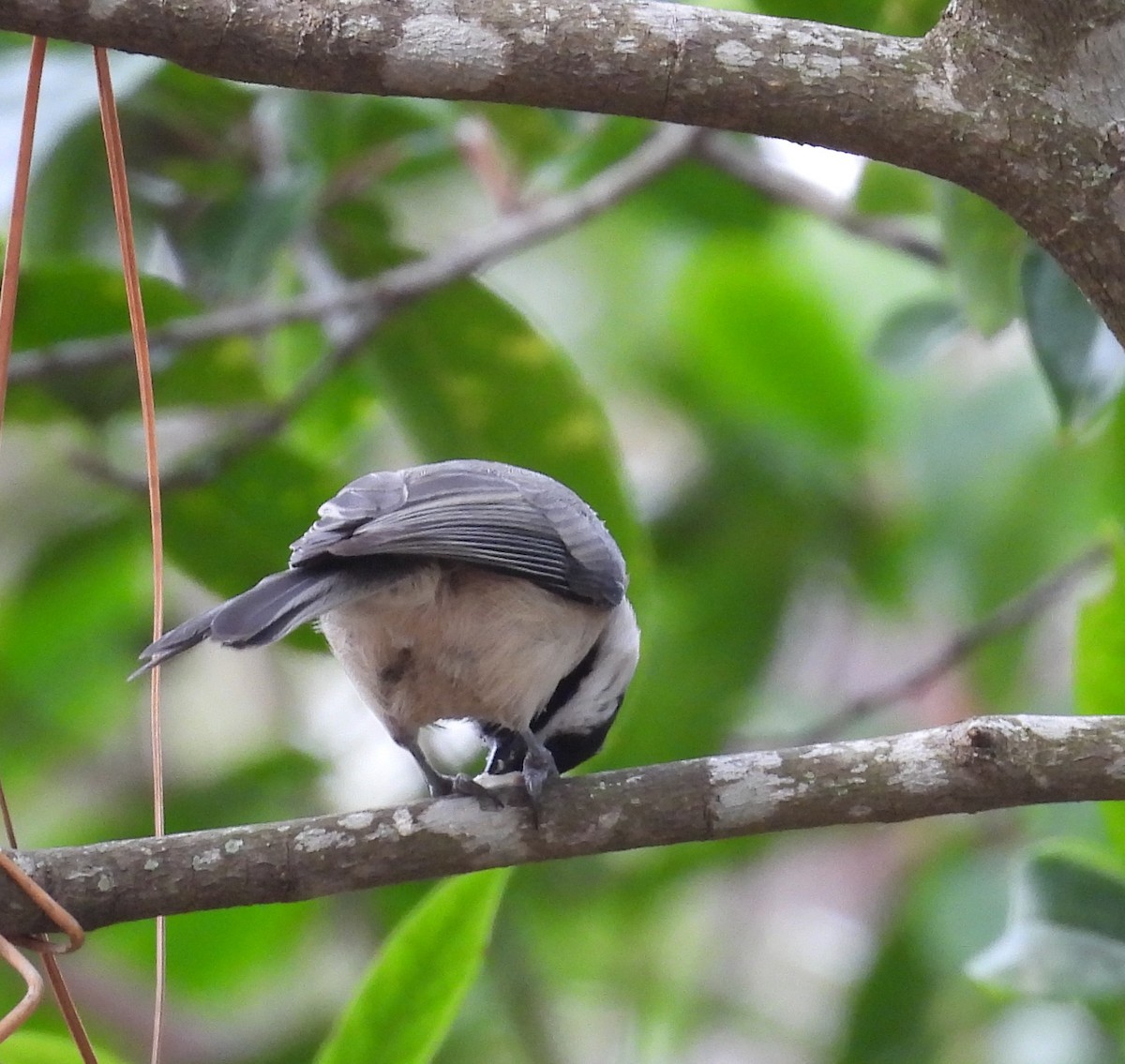 Гаїчка каролінська - ML644767115