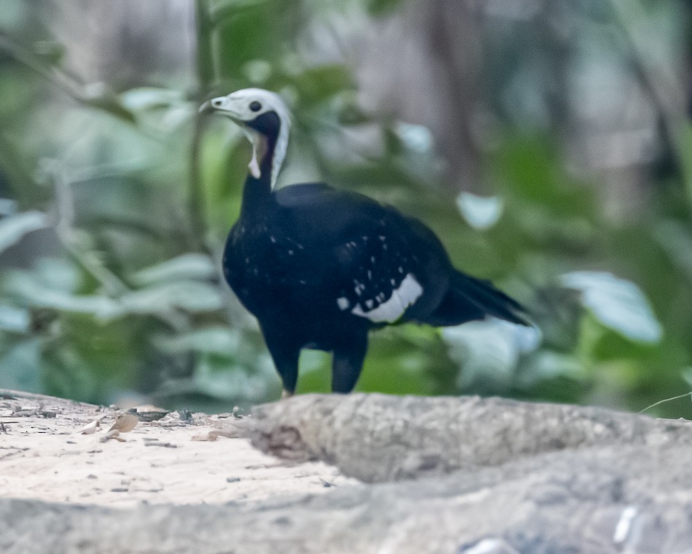 Red-throated Piping-Guan - ML644767120
