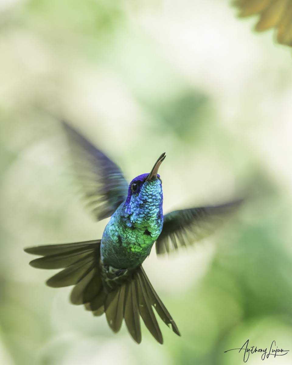 Golden-tailed Sapphire - ML644767139