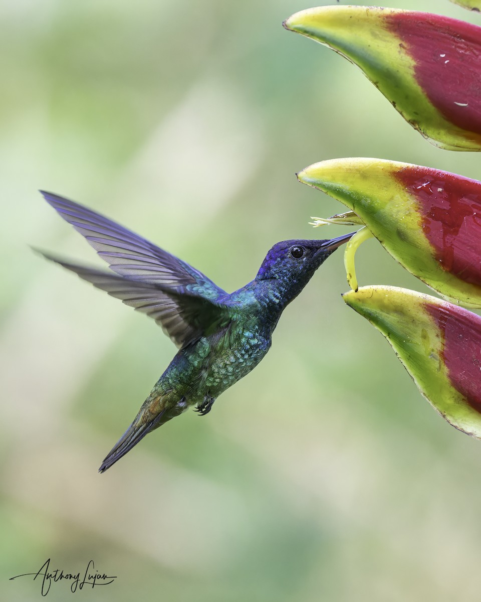 Golden-tailed Sapphire - ML644767140