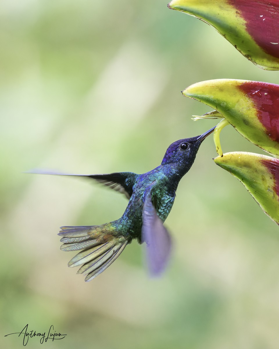 Golden-tailed Sapphire - ML644767141