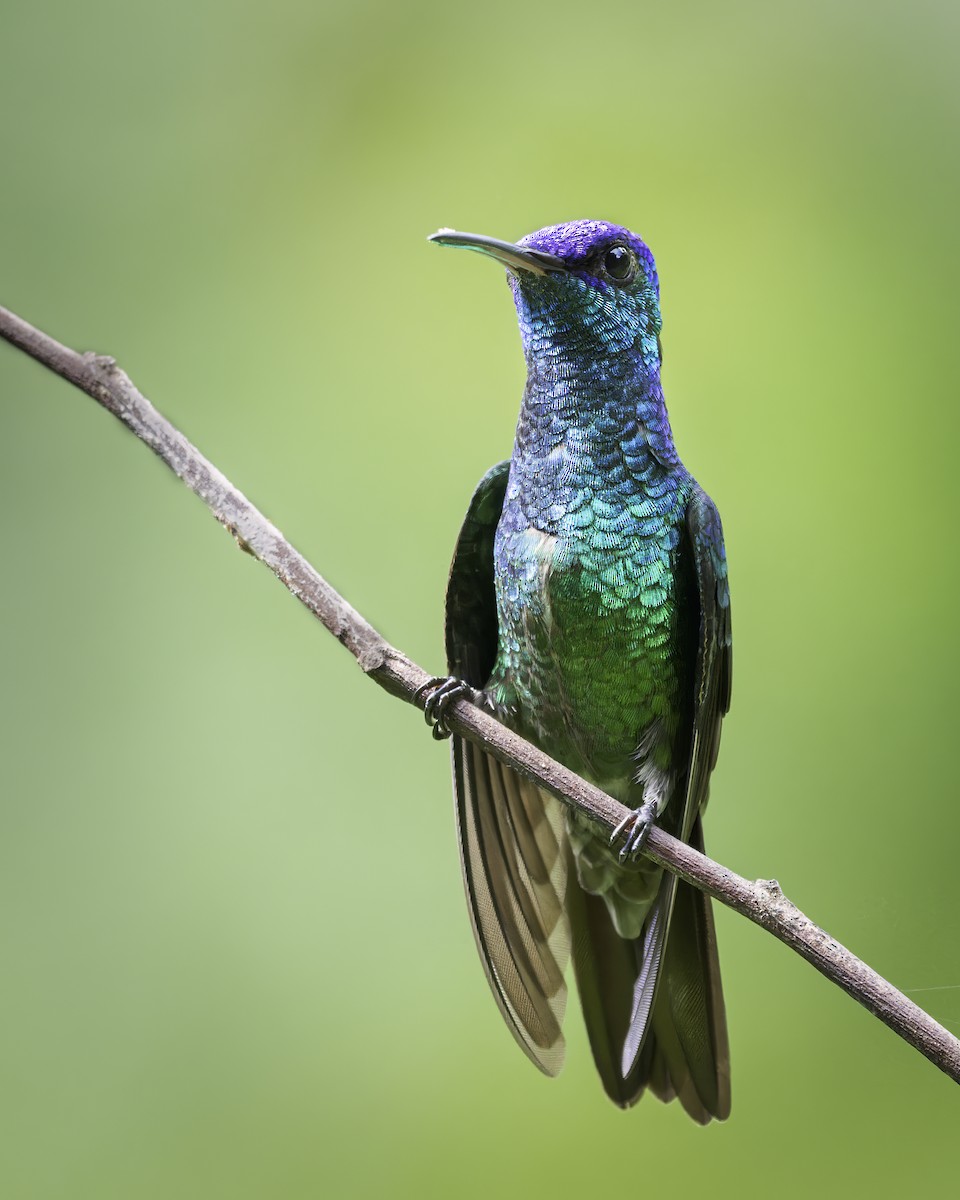 Golden-tailed Sapphire - ML644767142