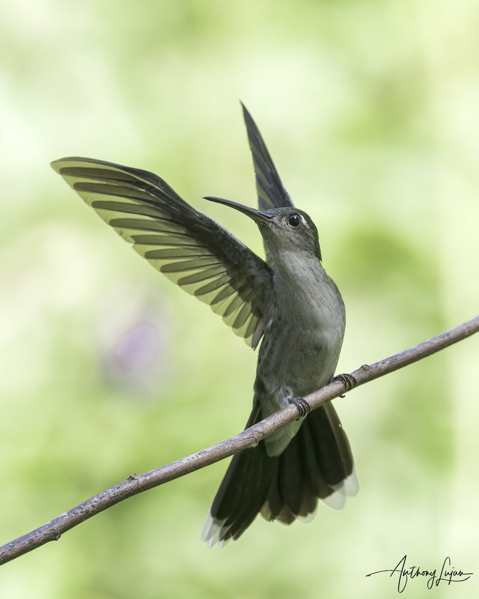 Gray-breasted Sabrewing - ML644767156