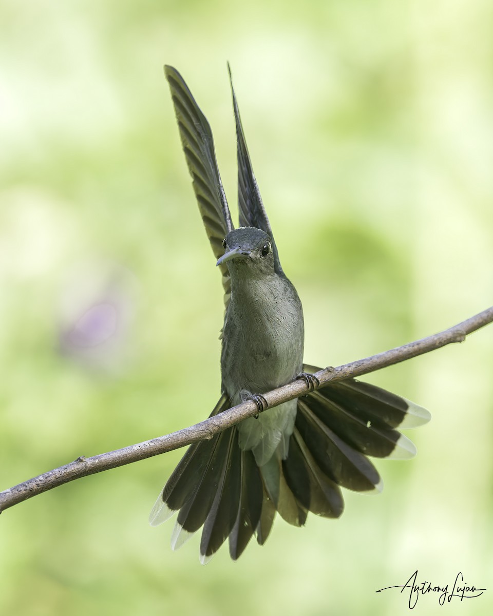 Gray-breasted Sabrewing - ML644767157
