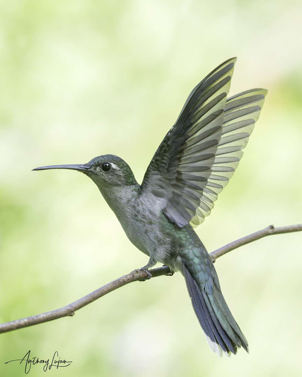 Gray-breasted Sabrewing - ML644767158