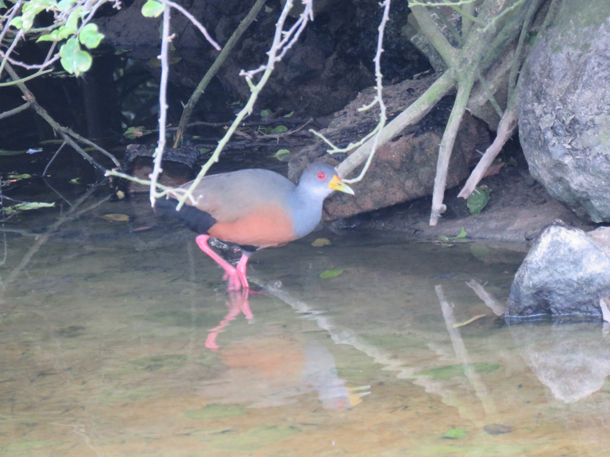 Gray-cowled Wood-Rail - ML644767174