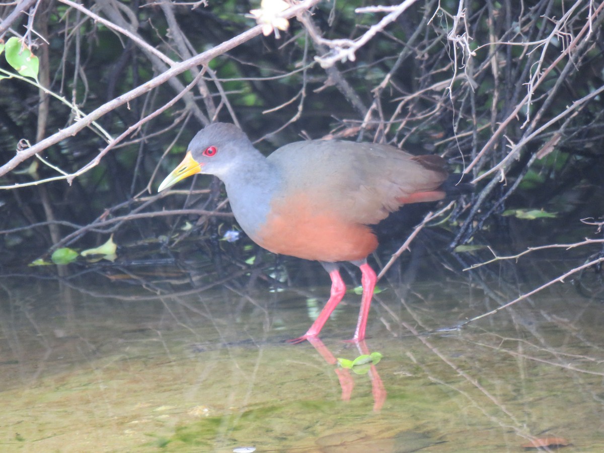 Gray-cowled Wood-Rail - ML644767175