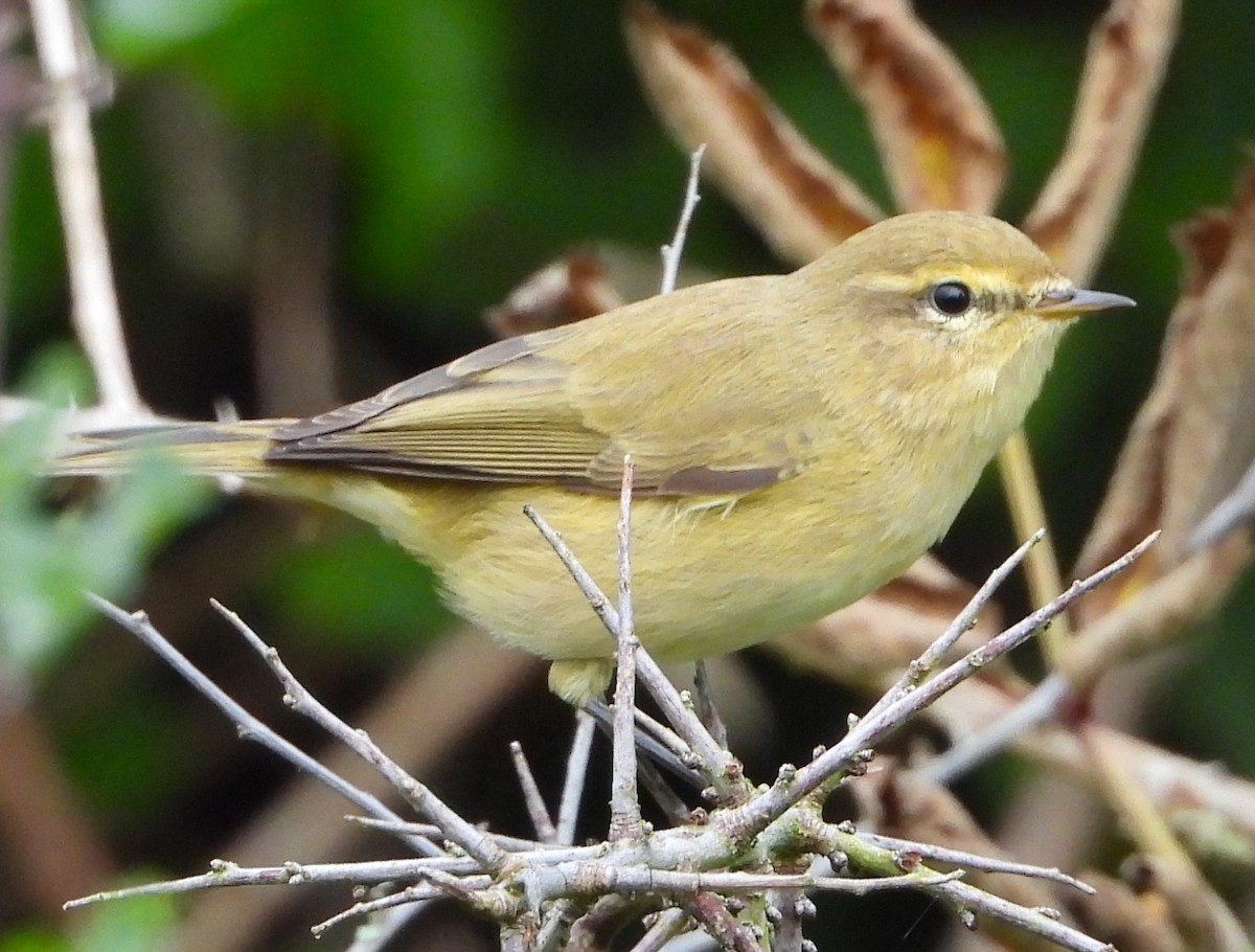 Mosquitero Común - ML644767179