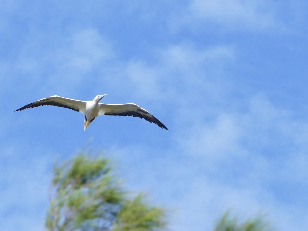סולה אדומת-רגל - ML644767182