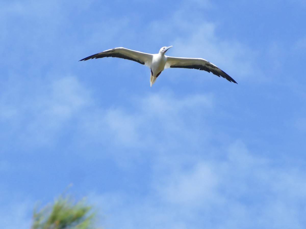 סולה אדומת-רגל - ML644767183