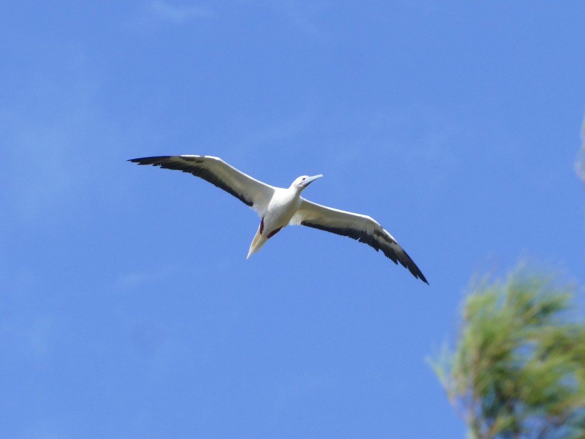 סולה אדומת-רגל - ML644767184