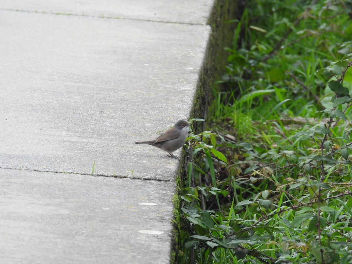 Sardinian Warbler - ML644767186