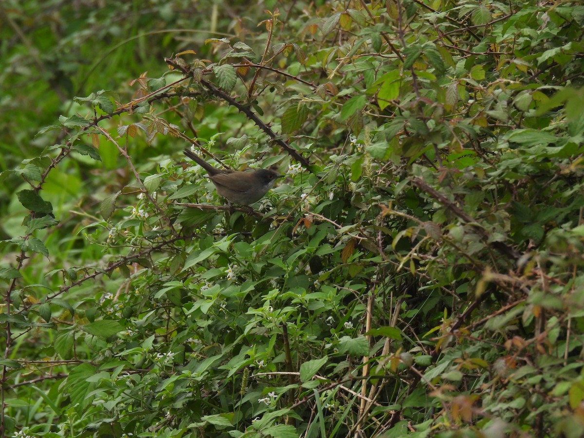 Sardinian Warbler - ML644767187