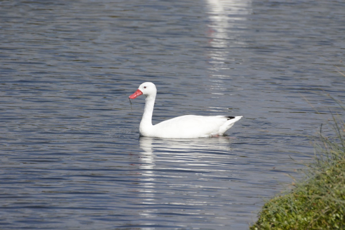 Coscoroba Swan - ML644767190