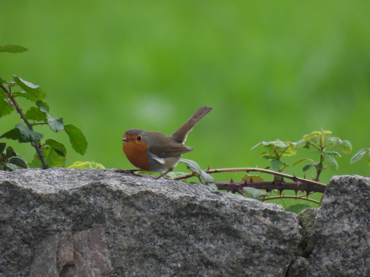European Robin - ML644767200