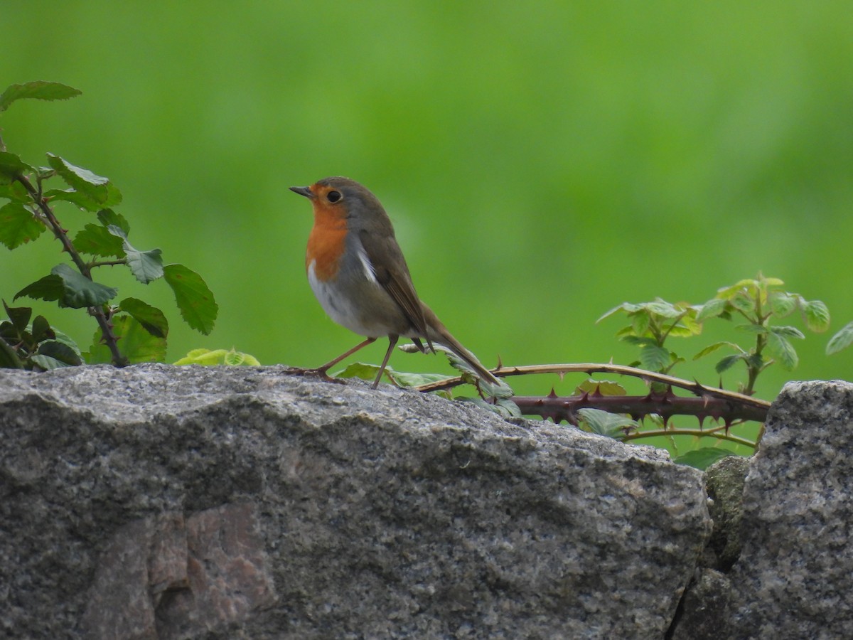 European Robin - ML644767202