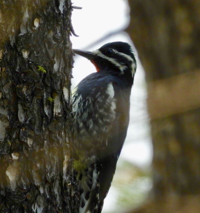 Williamson's Sapsucker - ML644767203