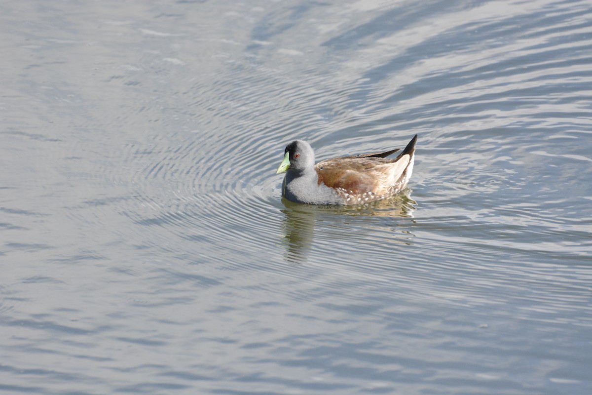 Spot-flanked Gallinule - ML644767221